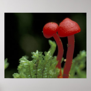 Central America, Panama, Chiriqui Province, 2 Poster