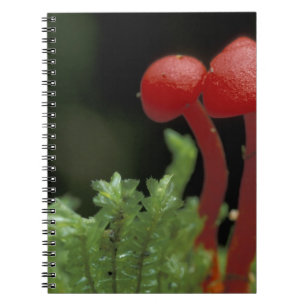 Central America, Panama, Chiriqui Province, 2 Spiral Notebook