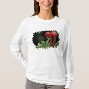 Central America, Panama, Chiriqui Province, 2 T-Shirt