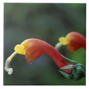 Central America, Panama, Chiriqui Province, Tile