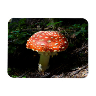 Central Cascades, Washington State Magnet
