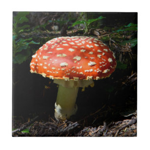 Central Cascades, Washington State Tile