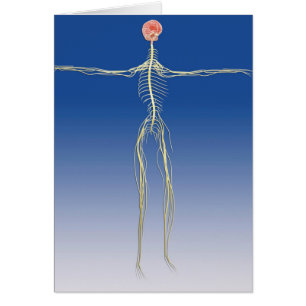 Central Nervous System With Human Brain