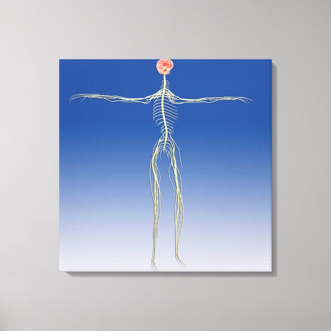 Central Nervous System With Human Brain Canvas Print (Front)
