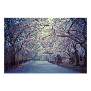 Central Park Cherry Blossom Path Photo Print