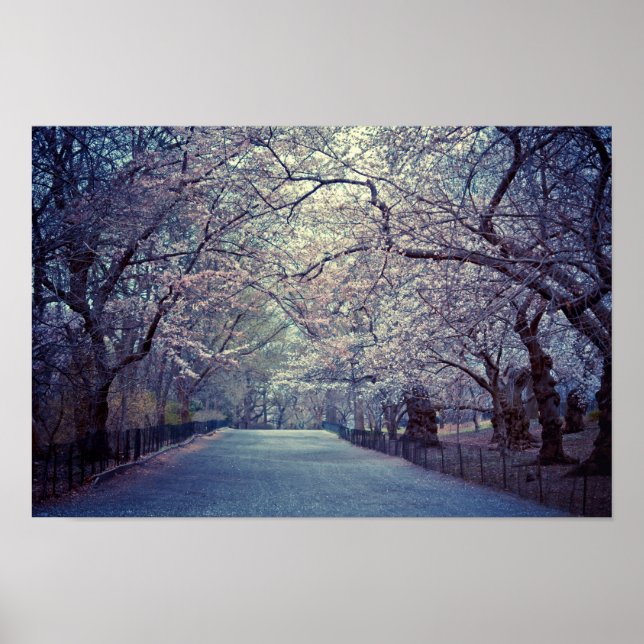 Central Park Cherry Blossom Path Poster (Front)