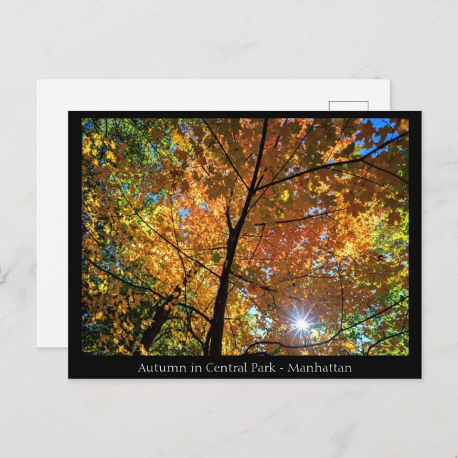 Central Park Manhattan  Postcard (Front/Back)