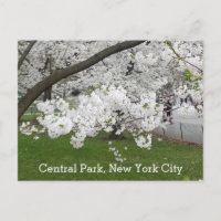 Central Park New York Blossoming Tree in Spring