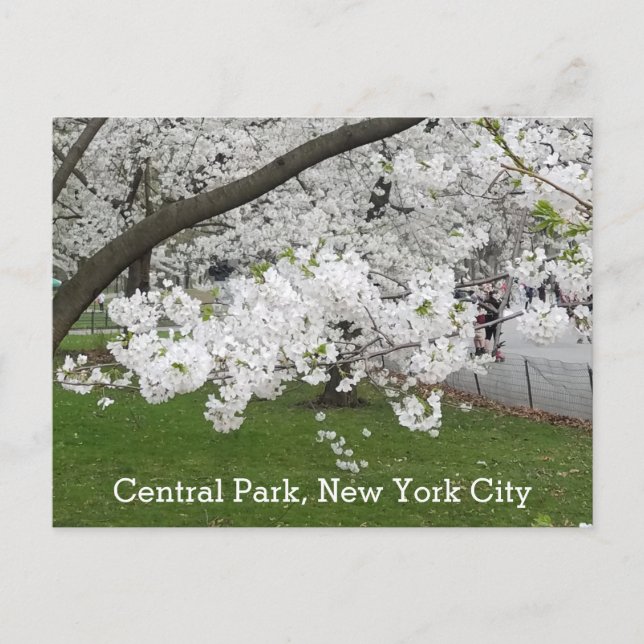 Central Park New York Blossoming Tree in Spring Postcard (Front)
