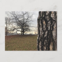 Central Park New York City NYC Tree Photo Postcard