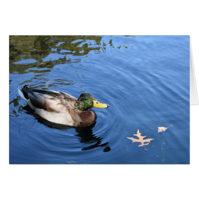 Central Park NYC Conservatory Water Mallard Duck (Front Horizontal)