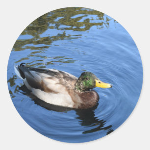 Central Park NYC Conservatory Water Mallard Duck Classic Round Sticker