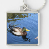 Central Park NYC Conservatory Water Mallard Duck