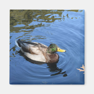 Central Park NYC Conservatory Water Mallard Duck Magnet