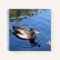 Central Park NYC Conservatory Water Mallard Duck