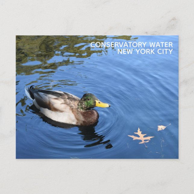 Central Park NYC Conservatory Water Mallard Duck Postcard (Front)