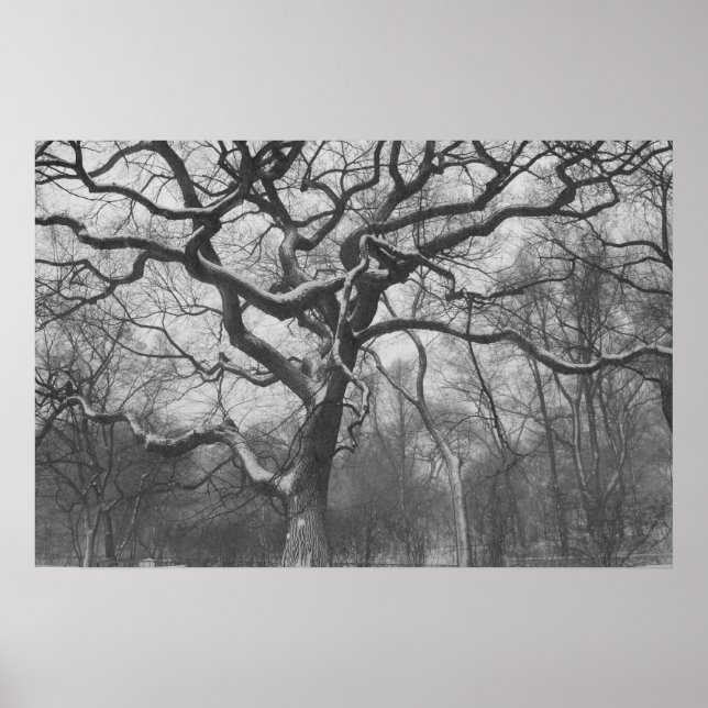 Central Park, NYC Poster (Front)