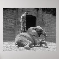 Central Park Zoo Elephant, 1922. Vintage Photo