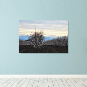 Central Valley Landscape Blooming Canvas Print
