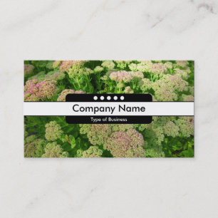 Centre Band 5 Spots - Sedum "Autumn Joy" Business Card