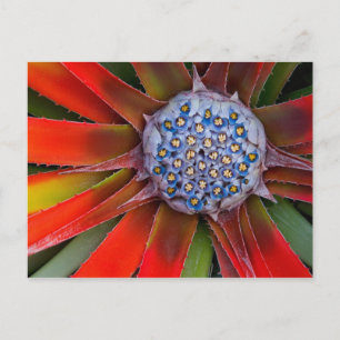 Centre of a blooming agave - San Francisco Postcard