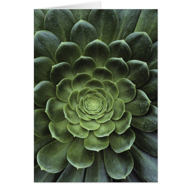 Centre of Cactus (Front)