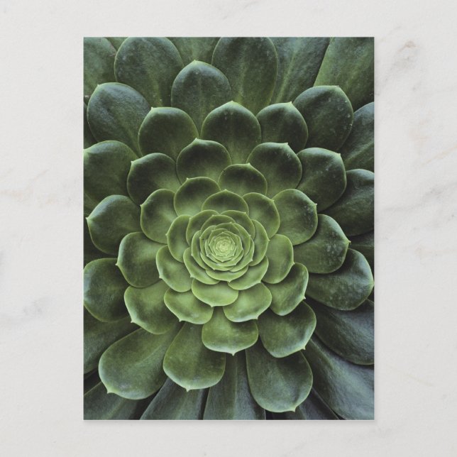 Centre of Cactus Postcard (Front)