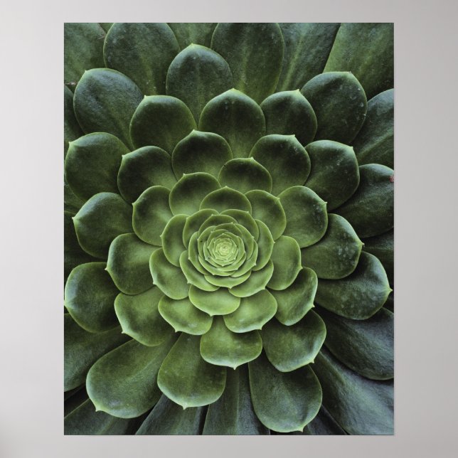 Centre of Cactus Poster (Front)