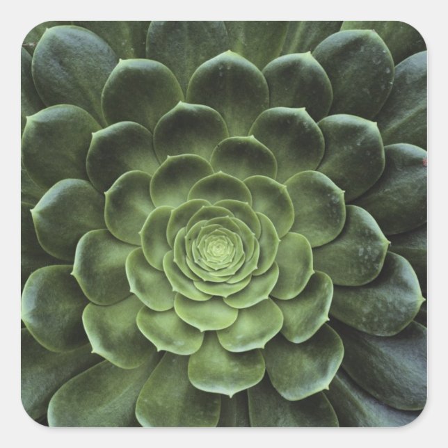 Centre of Cactus Square Sticker (Front)