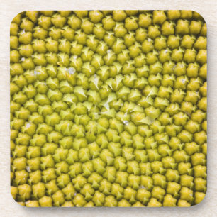 Centre of giant Sunflower (Helianthus annuus) Coaster