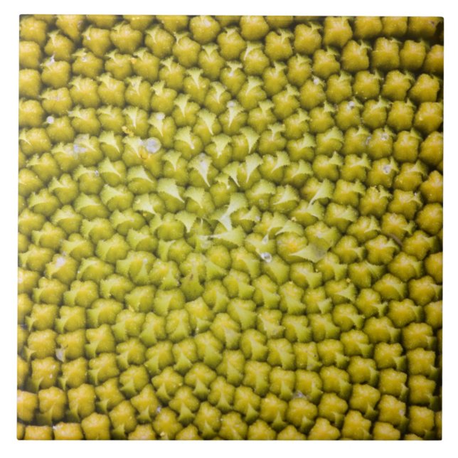 Centre of giant Sunflower (Helianthus annuus) Tile (Front)