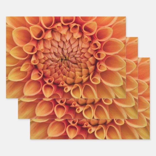 Centre Orange Dahlia Flower Wrapping Paper Sheet (Set)