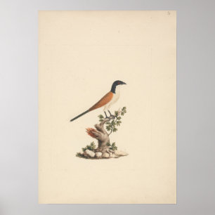 Centropus monachus (Blue-Headed Coucal) Poster