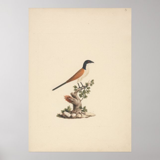Centropus monachus (Blue-Headed Coucal) Poster (Front)