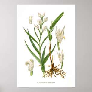 Cephalanthera ensifolia poster