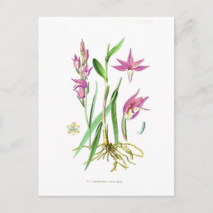 Cephalanthera rubra postcard