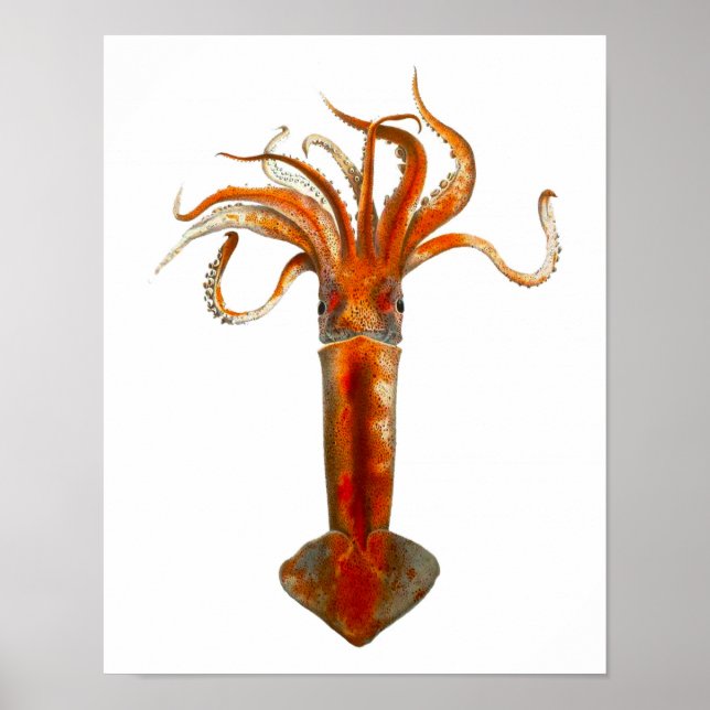 Cephalopod no.11 Red Squid Sea Life Print (Front)
