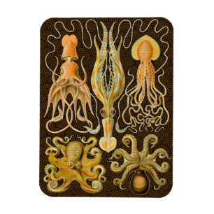 Cephalopod Octopus Squid Marine Nature Magnet