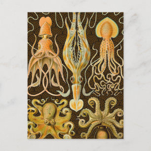 Cephalopod Octopus Squid Marine Nature Postcard