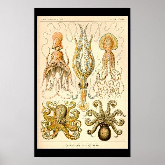 Cephalopod Octopus Squid Marine Nature Poster (Front)