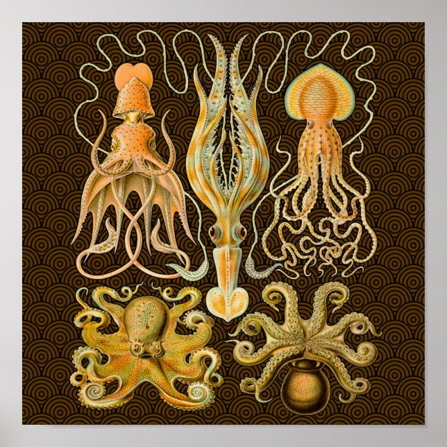 Cephalopod Octopus Squid Marine Nature Poster (Front)
