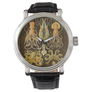 Cephalopod Octopus Squid Marine Nature Watch