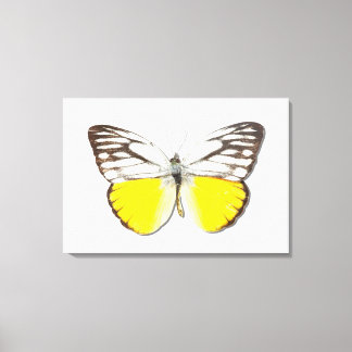 Cepora aspasia canvas print