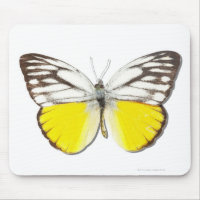 Cepora aspasia