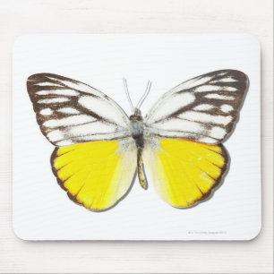 Cepora aspasia mouse pad