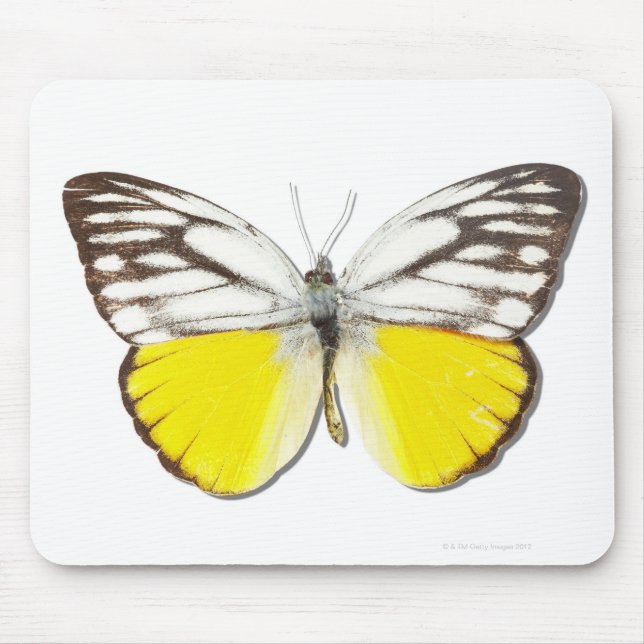 Cepora aspasia mouse pad (Front)