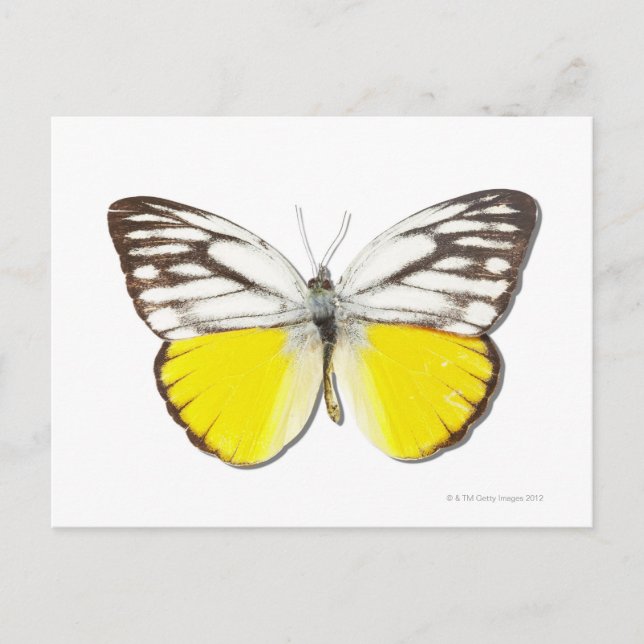 Cepora aspasia postcard (Front)