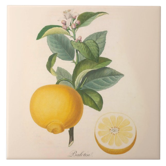 Ceramic Accent Tile Orange Blossom and Fruit (Front)