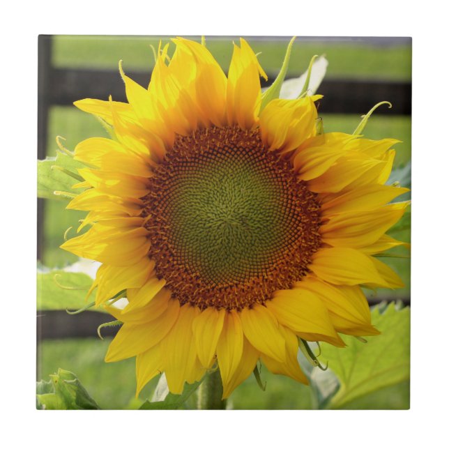 Ceramic Sunflower Tile (Front)