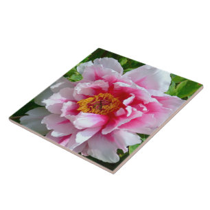 CERAMIC TILE/FRILLY ROSE-PINK & WHITE PEONY TILE